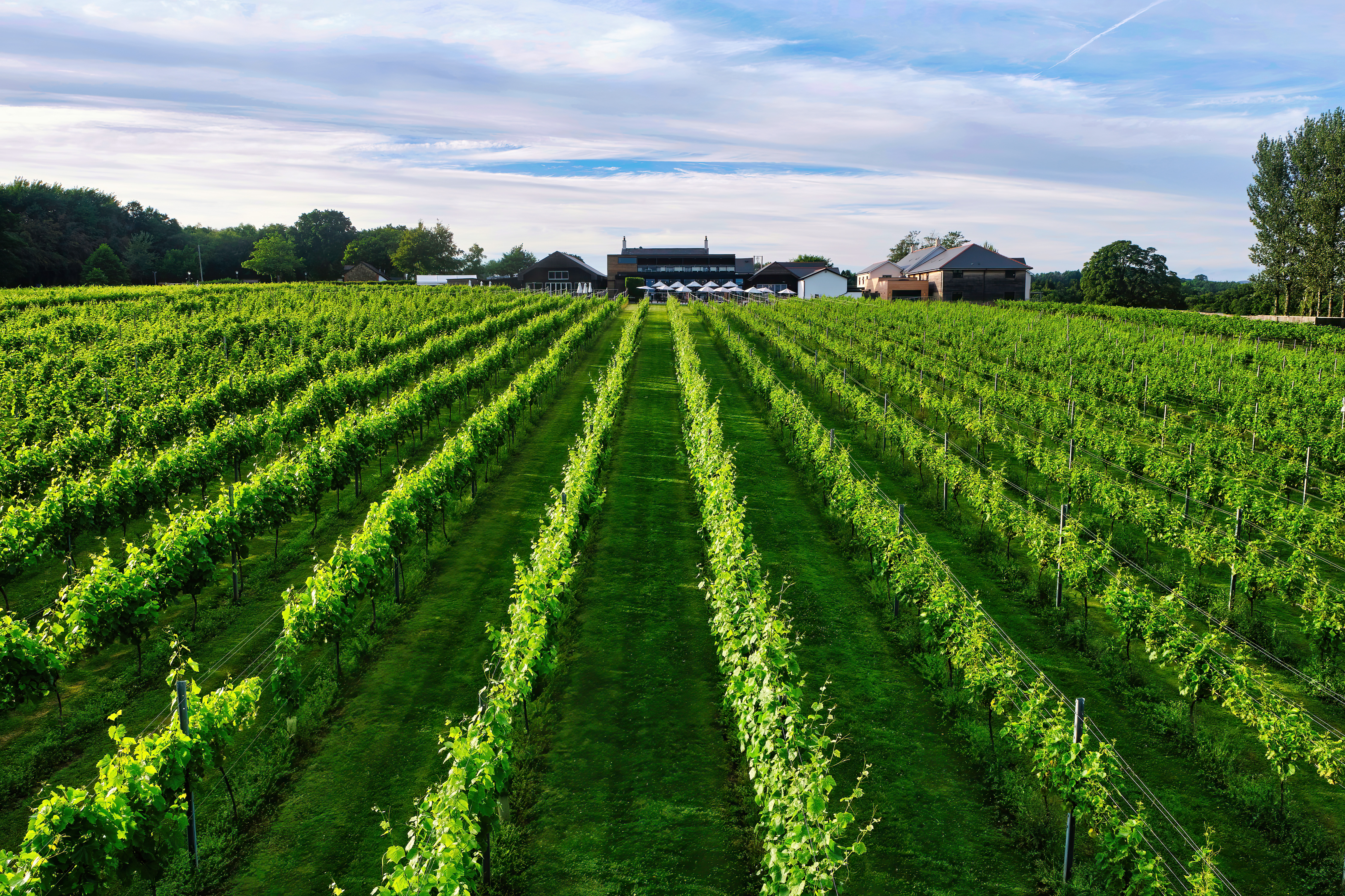 Serene vineyard setting at Llanerch Vineyard Hotel.