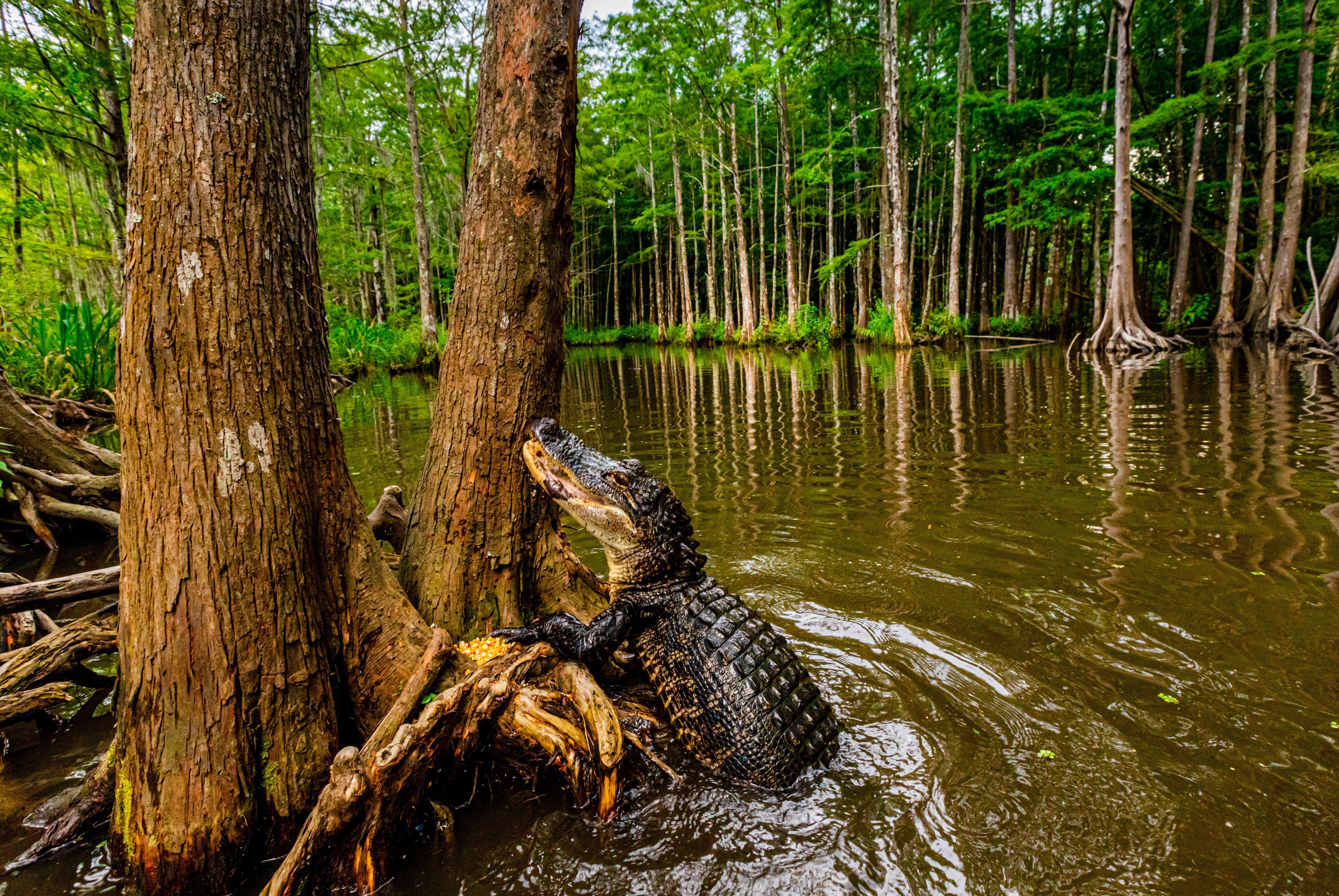 Alligator in a Louisiana swamp.